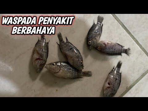 Louhan Matti Mendadak.. Waspada penyakit ini bisa menular ke ikan yg lain!