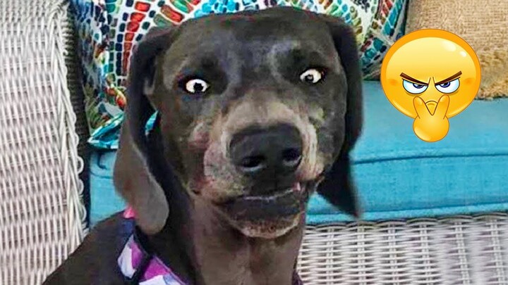 Best Funny Animal Videos Of The 2022 π€£ - Funny Farm And Wild Animals Videos π΄π» - Bilibili Best Funny Animal Videos Of The 2022 π€£ - Funny Farm And Wild Animals Videos π΄π» - Bilibili