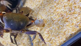 Đấu cua trên trời 2, Dragon Tip đấu với Purple Thunder Crab, một trận chiến ác liệt ở miền Trung Tru