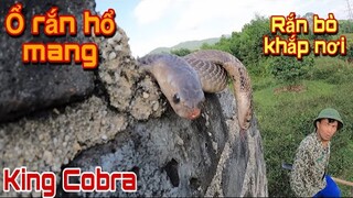 Trần Thạch Vlogs Phát Hiện Ổ Rắn Hổ Mang Lúc Nhúc Trong Nhà Hoang Mục Nát | King Cobra