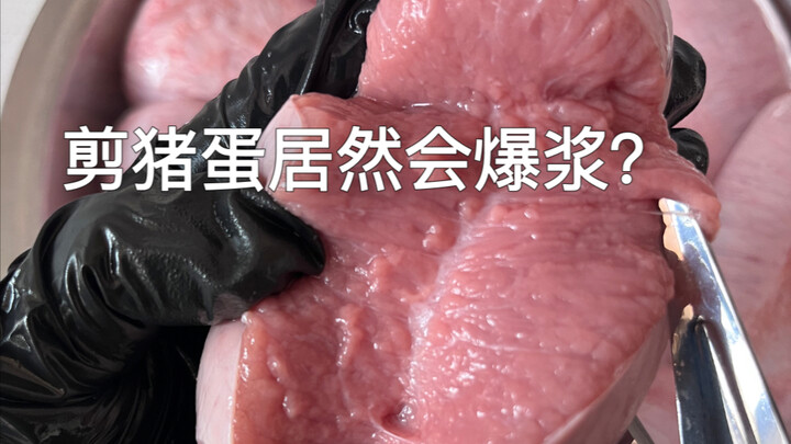 Apa? Memotong testis babi ternyata bisa meletus berisi cairan?