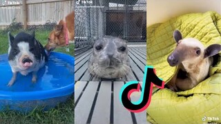 Cute and Funny Animal TikToks - Animal Side of Tiktok #8