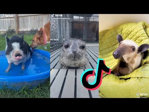 Cute and Funny Animal TikToks - Animal Side of Tiktok #8