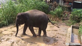 ฝนตกน้ำท่วมบ้านน้ำเพชรหมดเลย☹️😅