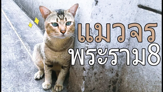 แมวจรพระราม8กับพี่ชายน้ำใจงาม