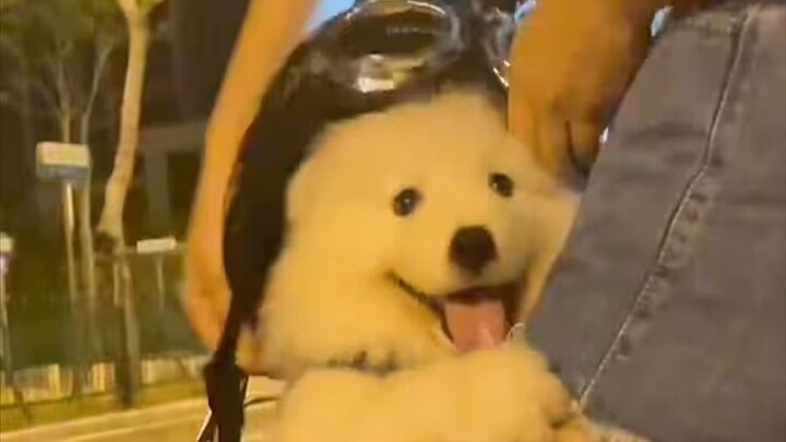 Chó con: Đừng xem nữa, cứu tao với!!