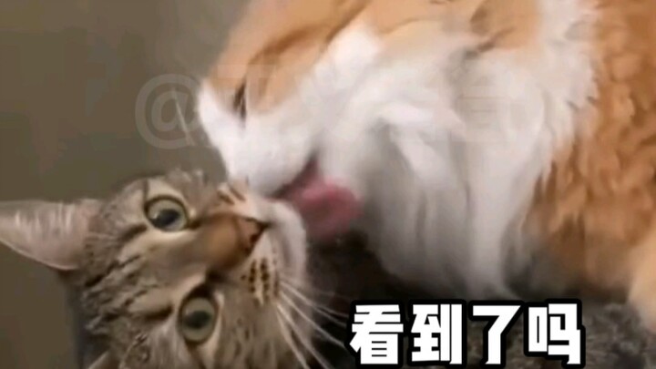 Lồng tiếng động vật | “Những chú mèo nhất định phải xem ở Thành Đô, Tứ Xuyên”