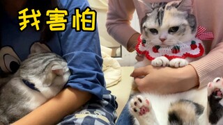离谱！可爱小母猫来我家相亲，状况百出，我家公猫都吓懵了..