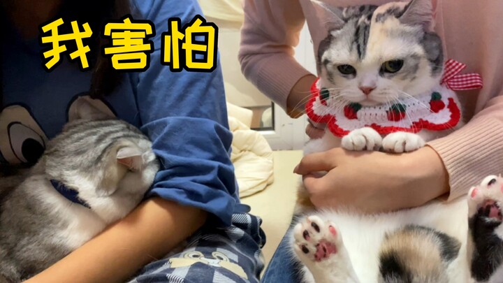 บ้าไปแล้ว! แมวน้อยน่ารักมาบ้านฉันเพื่อการดูตัว เจอแต่เรื่องวุ่นวาย จนแมวตัวผู้บ้านฉันถึงกับตกใจงงไปเ