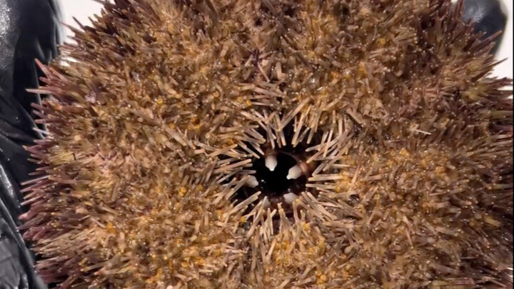 Trải nghiệm mở nhím biển sống động, bạn có dám thử không?