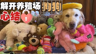 Giải tỏa khúc mắc trong lòng của chú chó Golden từng là cỗ máy sinh sản trong trại nhân giống