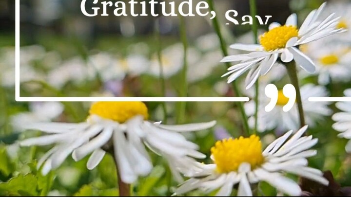 Believe in the magic of the Gratitude, Say Than you
