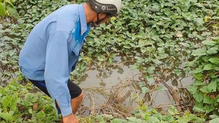 Không Ngờ Đặt Lợp Cá Lóc Dưới Sông Cá Nhiều Quá Và Món Lóc Nấu Bánh Canh.Góc Làng Quê