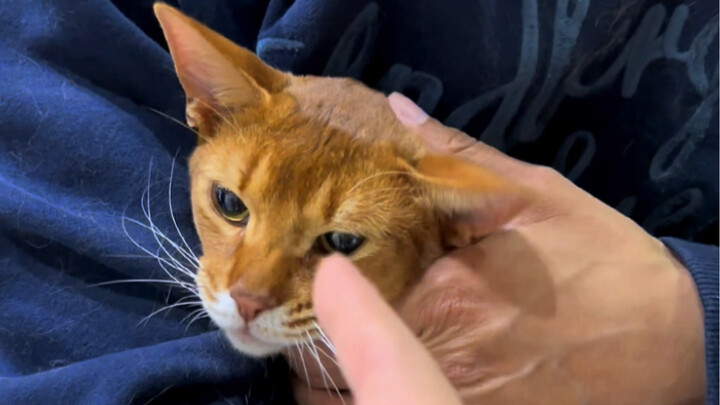 Three words to make the kitten behave!