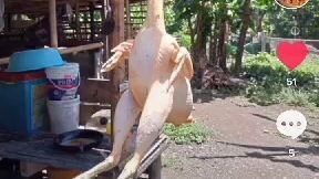 White Henny(Sid fowl)