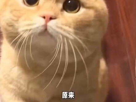 Chỉ có mèo mới là bậc thầy cân bằng