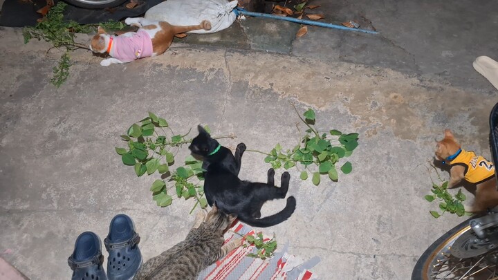 น้องแมวไทย แมวไทยน่ารัก cat cat แมวชอบกินกัญชาแมว 😻