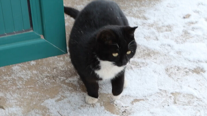 Aku bilang sama kucing, di luar sedang turun salju, ayo keluar jalan-jalan! Kucingnya bilang nggak m