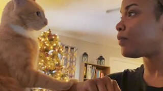 猫咪：我为啥精神崩溃，你不知道吗？