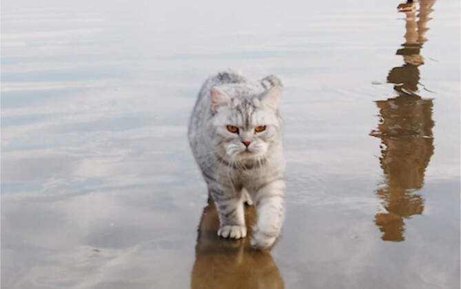 Bener-bener berjalan dengan gaya harimau.