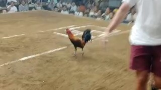 Magtito Gamefarm Black, 2Hits CSA - Win Champ