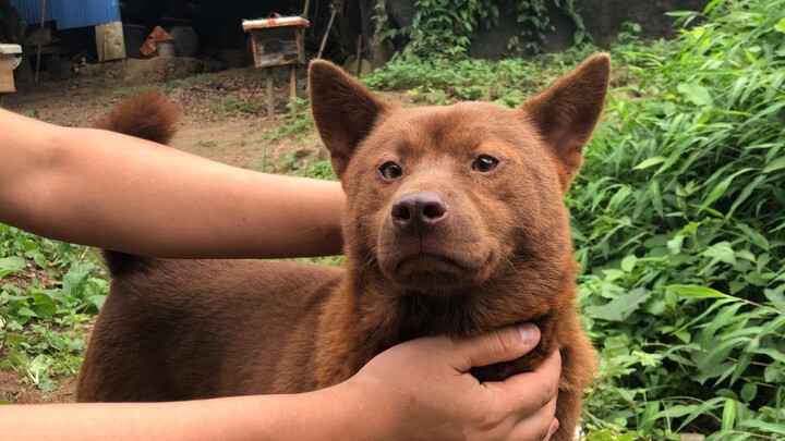 ชายชราผู้เลี้ยงผึ้นในภูเขาให้อาหารฝูงสุนัขบ้านกลางทุ่ง โดดเด่นสุดคือเจ้าสุนัขจูซาที่หาดูได้ยากในปัจจ