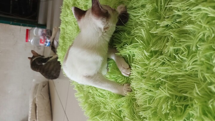 karpet 😾