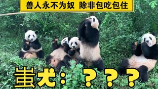 这些人都这么闲的吗.....钓猫都没有看过？？卧槽   国宝！！！