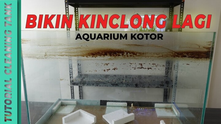 JADI BARU LAGI!!! Tutorial membersihkan kerak pada Aquarium