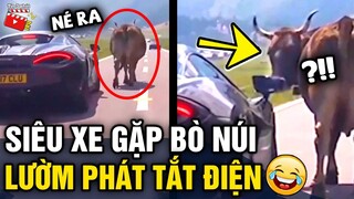 Tin 3 Phút Hài | Tổng hợp tình huống 'HÀI ĐỘNG VẬT' không cười không lấy tiền P43