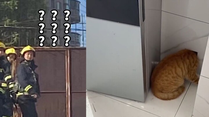 An orange cat got its head stuck and was rescued by firefighters, only to get stuck again the very n