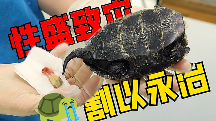 بعد تربية السلحفاة "دينغ دينغ" لمدة 9 سنوات، تعرضت أطرافها للنخر فتم قصها، يا لها من مأساة واه واه و