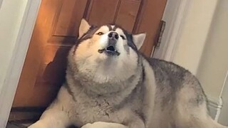 What breed of pig is this? Its squeal is so annoying!