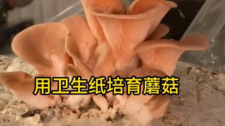 ปลูกเห็ดด้วยกระดาษชำระที่บ้าน จริงๆ แล้วง่ายกว่าที่คิดเยอะ! #ปลูกเห็ด #เพาะเห็ด #เชื้อรา #เห็ด #เกร็