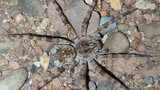 [Hewan]Laba-laba Lycosa Sebenarnya Tidak Begitu Galak