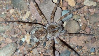 [Reptile] A gentle wolf spider