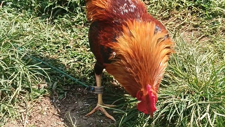 duke hulsey lemon and Paul spark grey