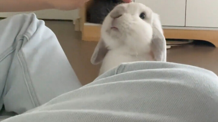 [Huấn luyện thỏ cưng ngoan ngoãn] Ký sự nuôi dạy chú thỏ nghe lời