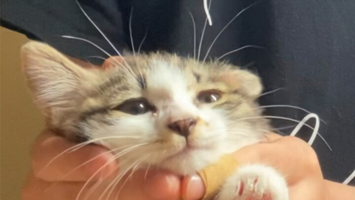 [Cat-Keeping Vlog] | I Finally Have a Cat!!!