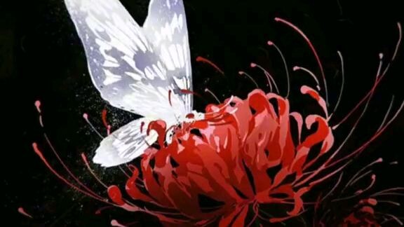 Red spider Lilly flower