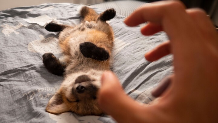 【Bánh trứng】Vào đây và bí mật xoa đầu chú cáo nhỏ đang ngủ (/∇＼*)