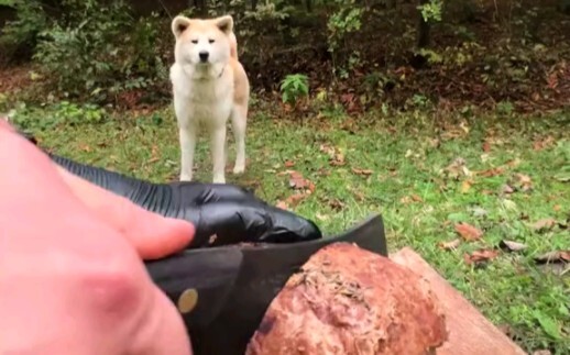 Awesome outdoor BBQ — the dog is the star, so cute!