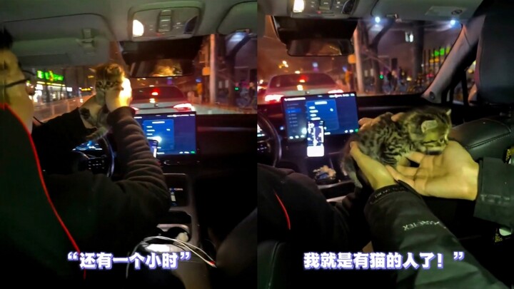 Driver: In one more hour, this stray kitten will be mine.