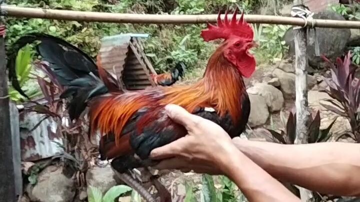 MT. BANAHAW LINE PURE BUTCHER