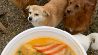 Dùng mì cay lại nhận nuôi thêm 11 chú chó hoang