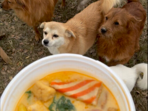 ใช้หม่าล่าถังรับเลี้ยงสุนัขจรจัดอีก 11 ตัว