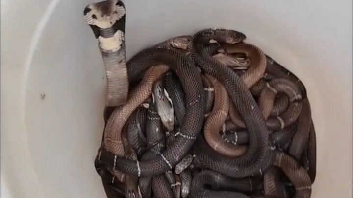 Relocating the Zhoushan cobras