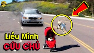 🔴10 Lần Động Vật Liều Mình Xả Thân Cứu Sống Con Người Trong Gang Tấc