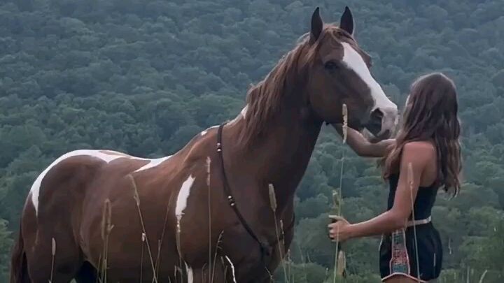Beautiful Horse 🐎🐎🐎