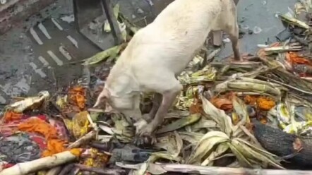 Ganges River~The dog is eating…